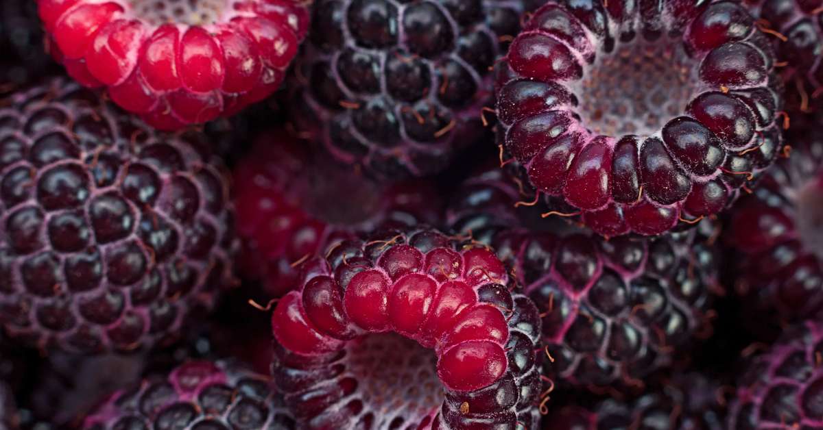 Jewel Raspberry: A Cold-Hardy Black Raspberry