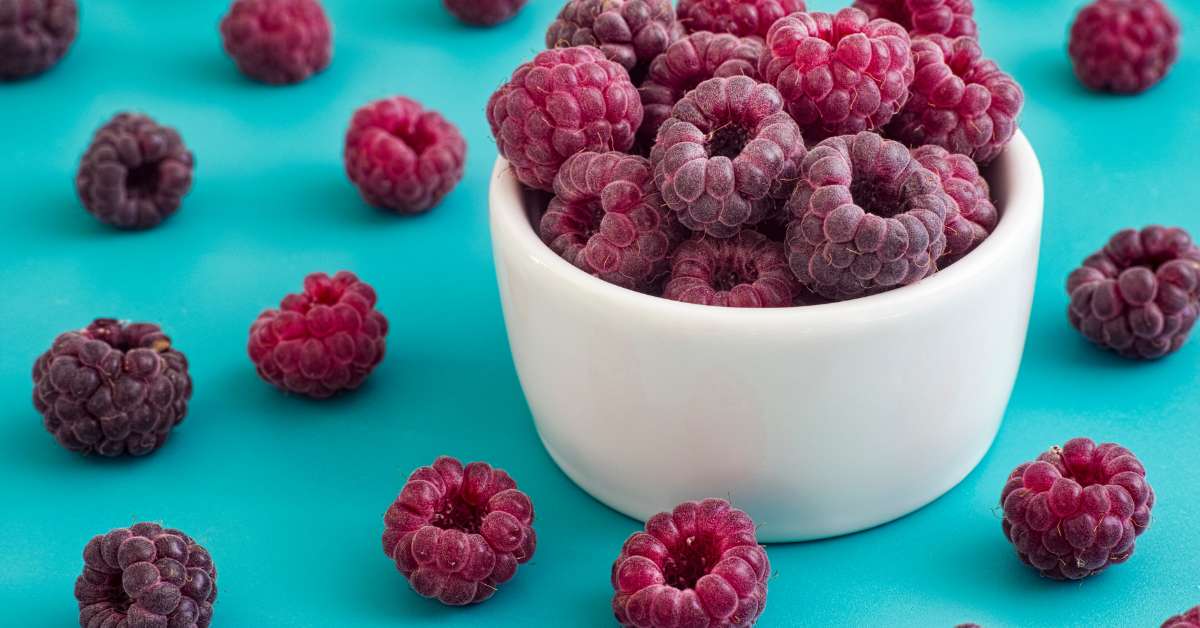 Brandywine Raspberry: An Everbearing Purple Raspberry Variety