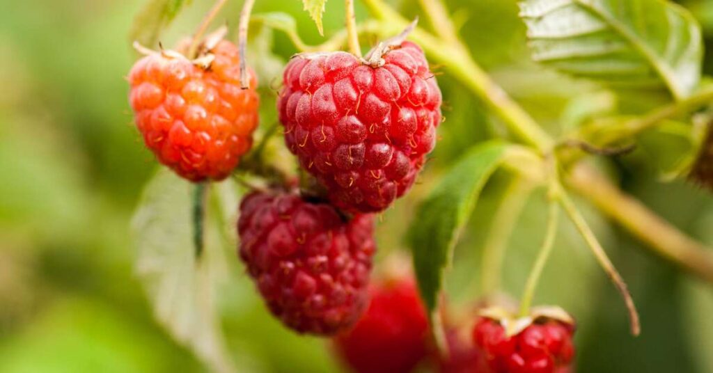 Growing raspberries in zone 3