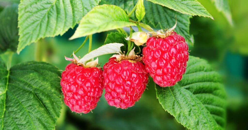 Nova raspberries