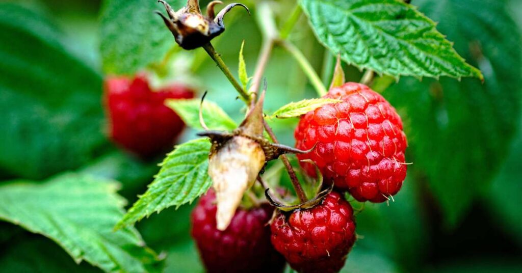 Grow Polana Raspberries