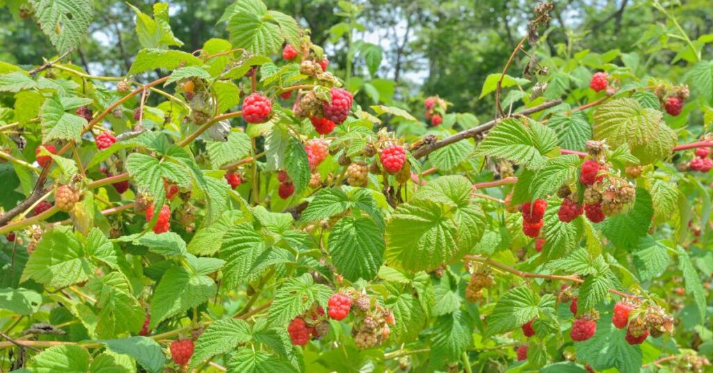 Autumn Bliss Raspberries