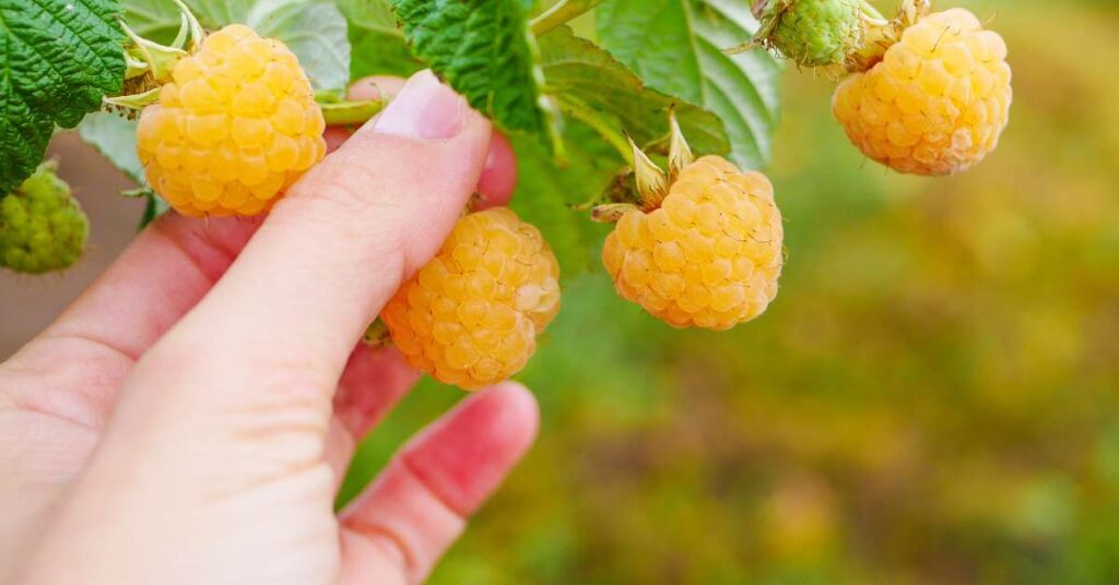 Grow the Anne yellow raspberry variety