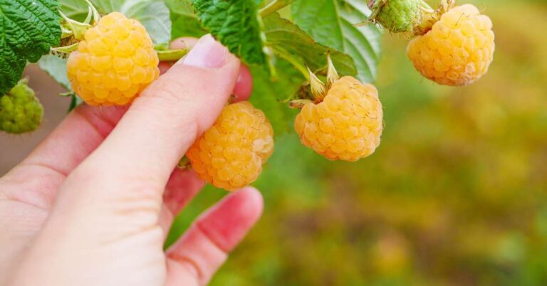 Juicy Yellow Raspberry Anne Raspberry: A Mild, Sweet Yellow Raspberry - Backyard Berry Patch